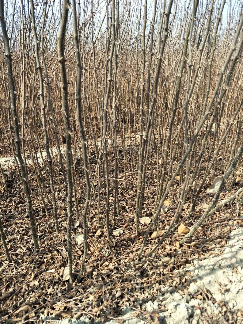 大红袍花椒苗，现挖现发，保湿发货，规格齐全