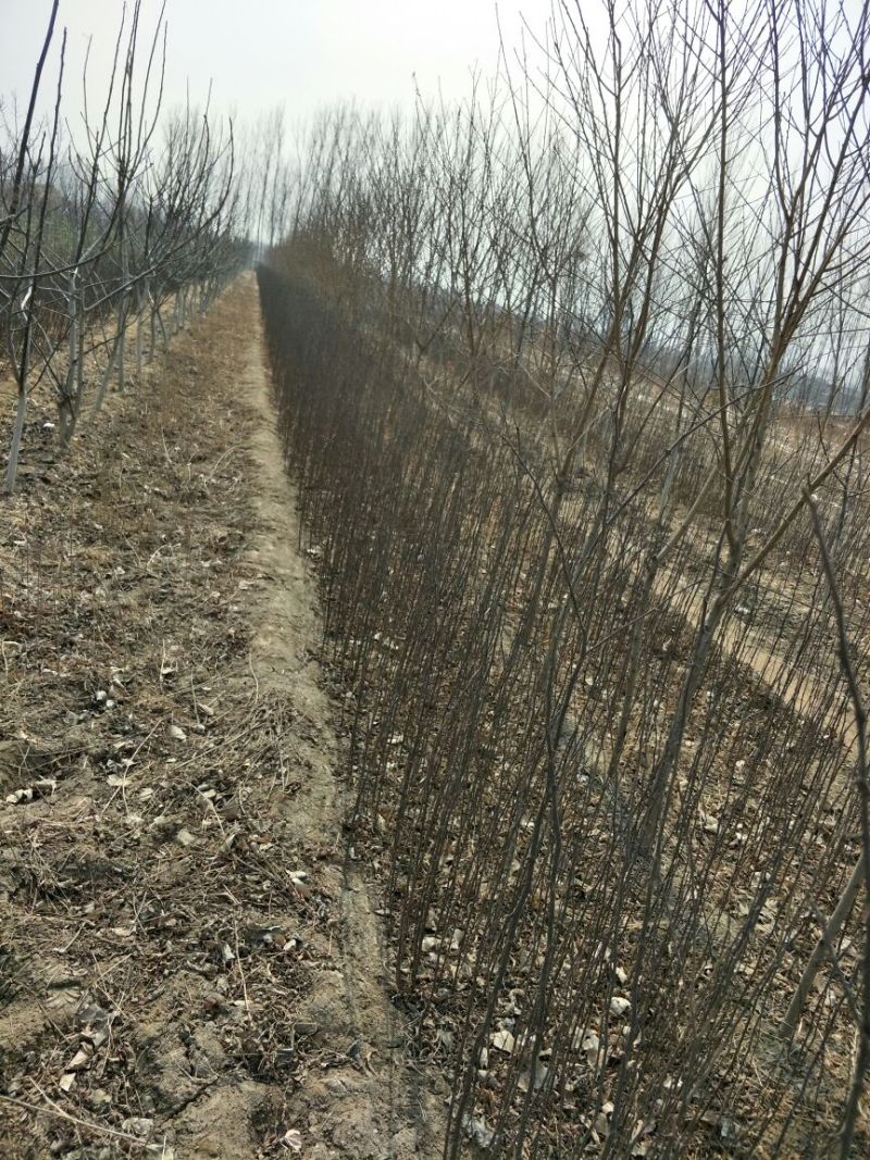大红袍花椒苗，现挖现发，保湿发货，规格齐全