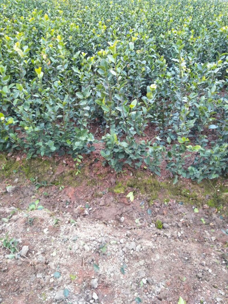长林油茶苗2年15～30c