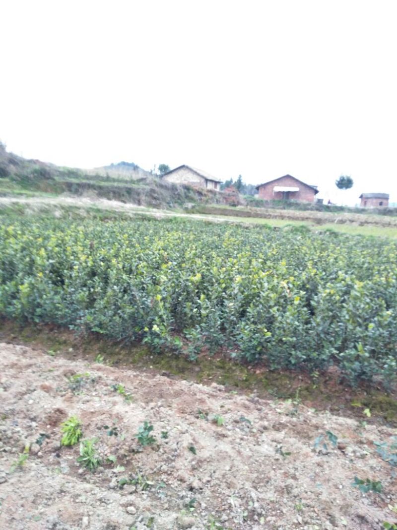 长林油茶苗2年15～30c