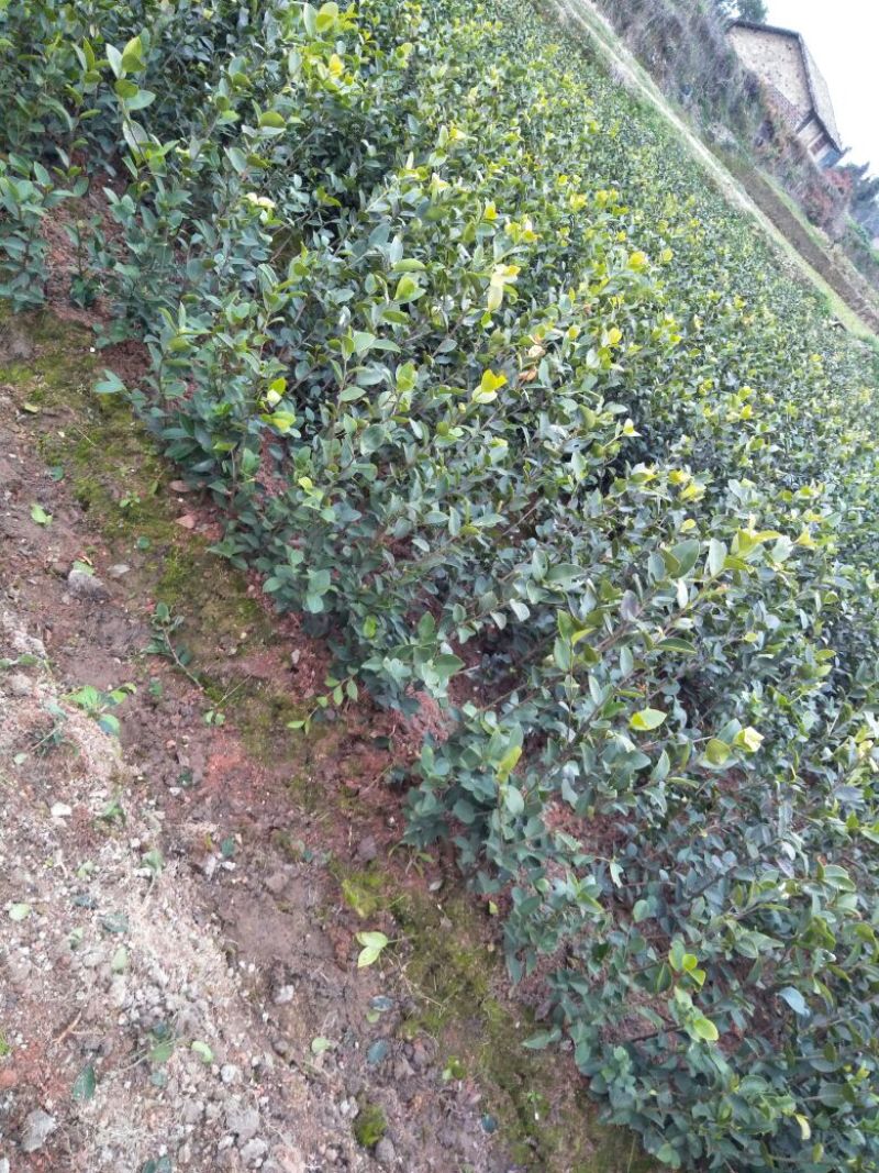 长林油茶苗2年15～30c