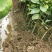 三红蜜柚苗1cm以上0.5~0.8m