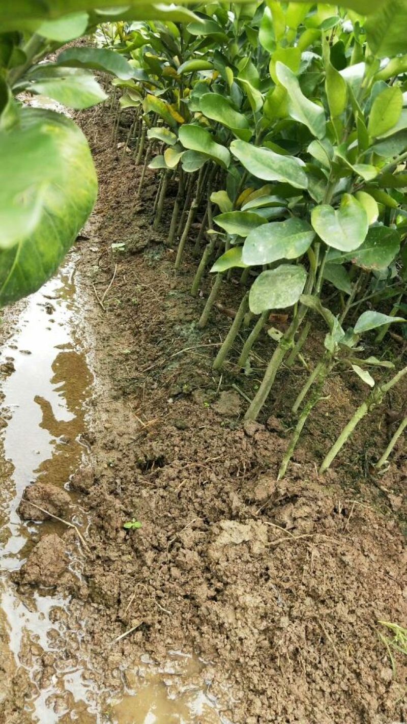 三红蜜柚苗1cm以上0.5~0.8m