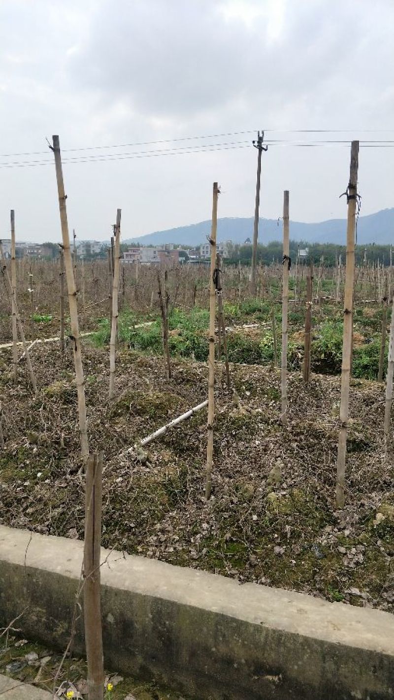 葛根1~1.5斤食用广西梧州藤县和平镇无渣粉葛