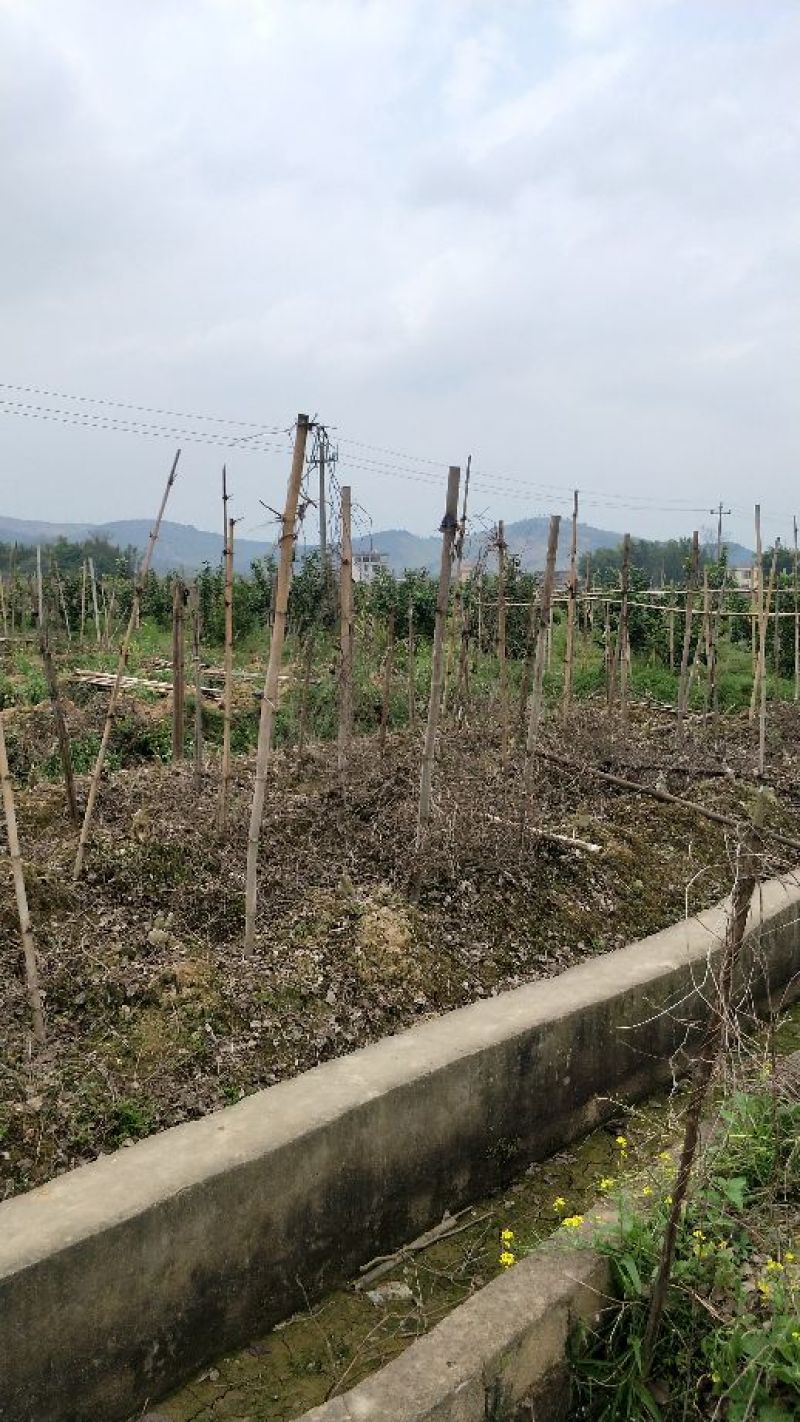葛根1~1.5斤食用广西梧州藤县和平镇无渣粉葛