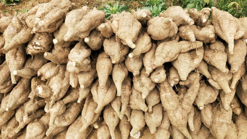 葛根1~1.5斤食用广西梧州藤县和平镇无渣粉葛