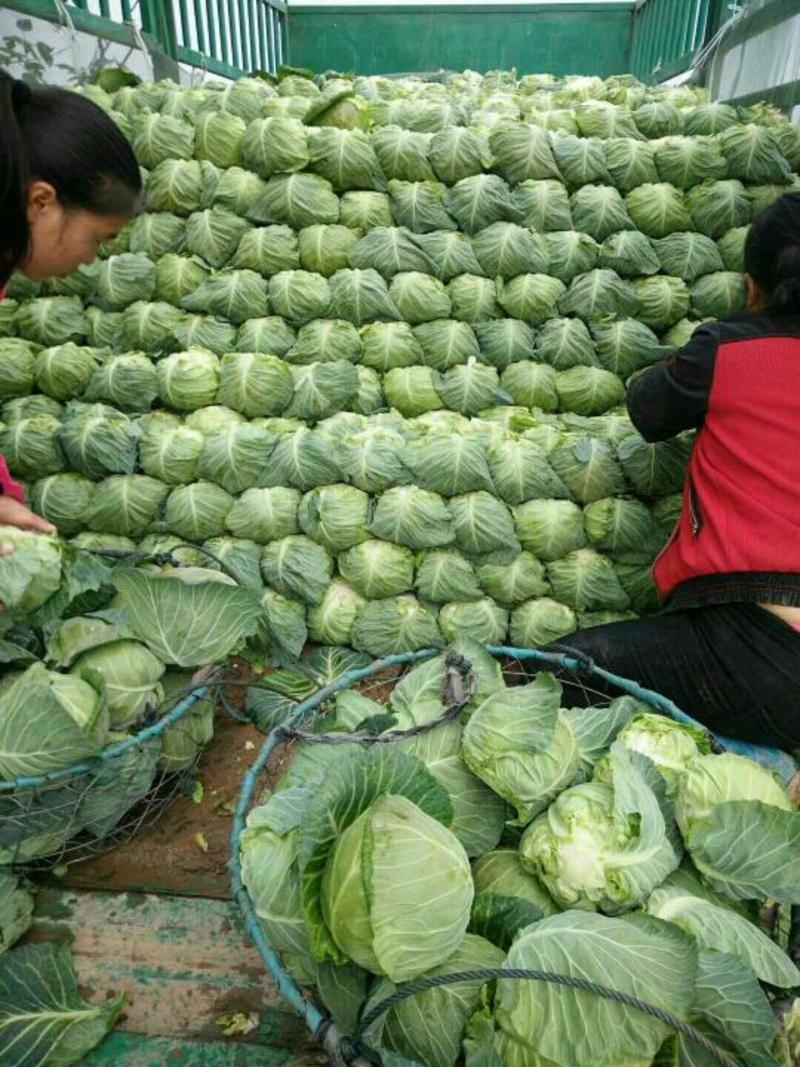 大绿扁包菜，颜色绿，质量好，货源充足，保质保量，物流方便