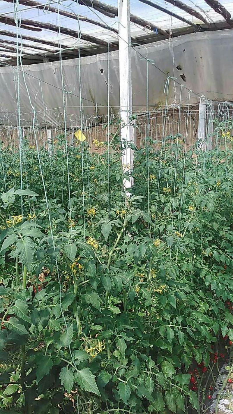 釜山88圣女果10g以上可对接批发市场商超及电商平台