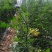 釜山88圣女果10g以上可对接批发市场商超及电商平台