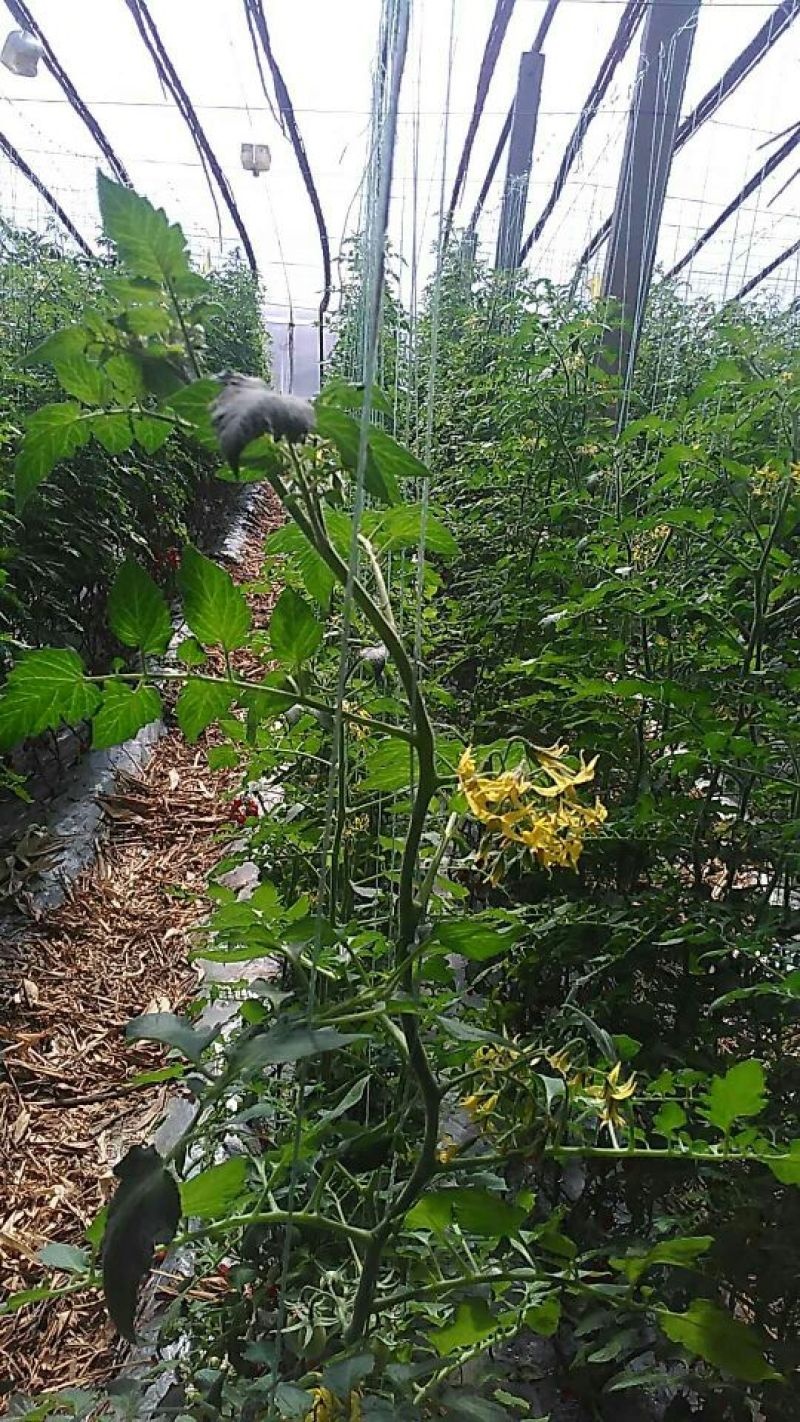 釜山88圣女果10g以上可对接批发市场商超及电商平台