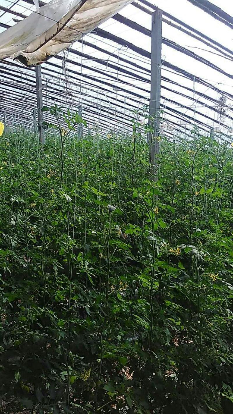 釜山88圣女果10g以上可对接批发市场商超及电商平台