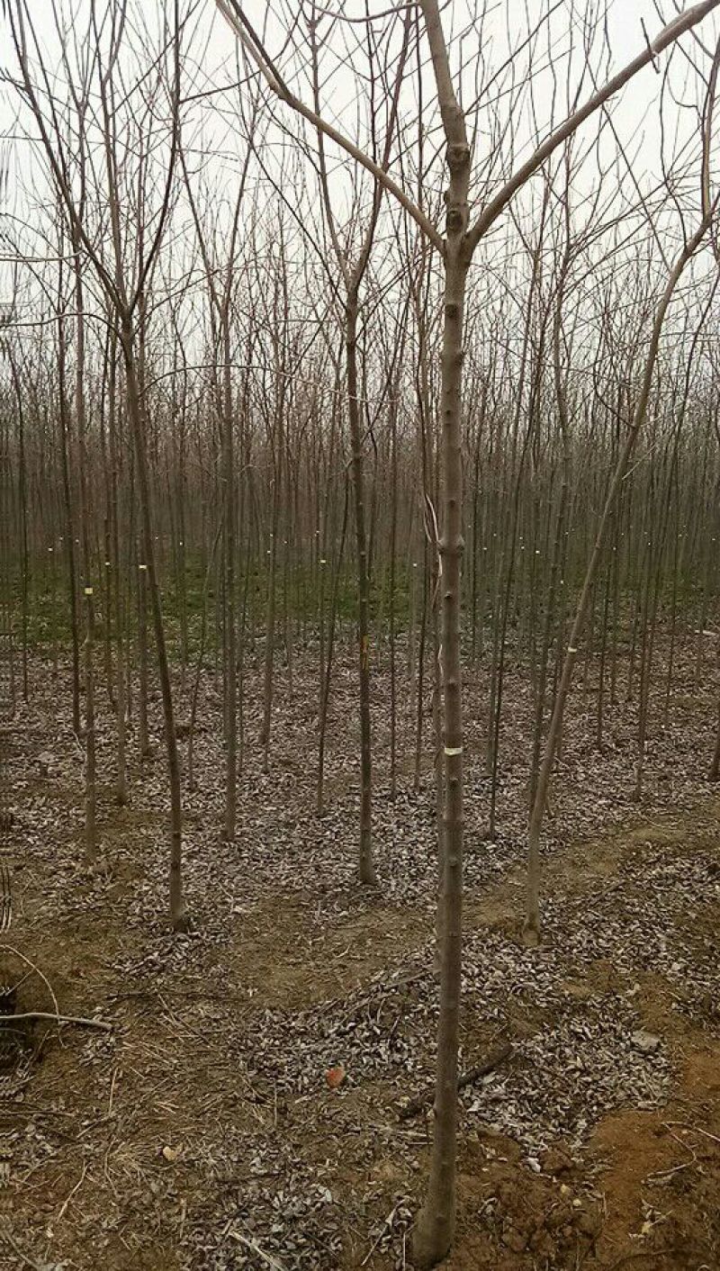白蜡树老白蜡树苗速生白蜡树苗大量低价供应