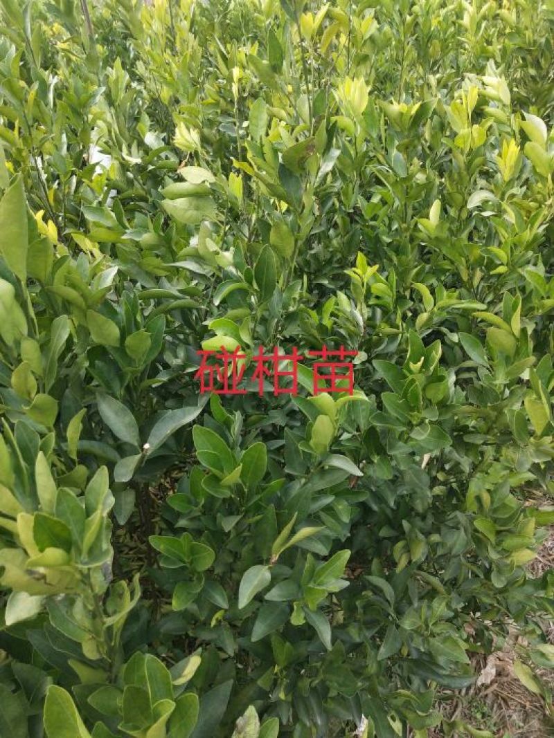 椪柑苗30~50cm，枳壳根的椪柑苗易挂果