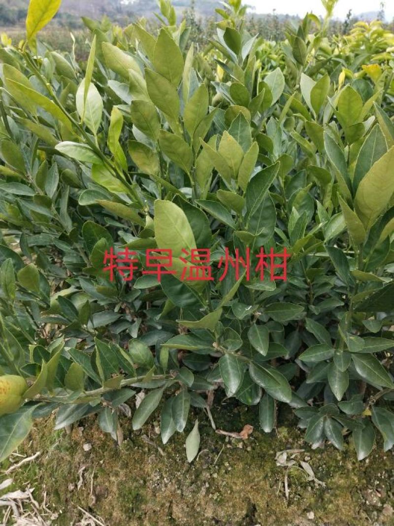 椪柑苗30~50cm，枳壳根的椪柑苗易挂果