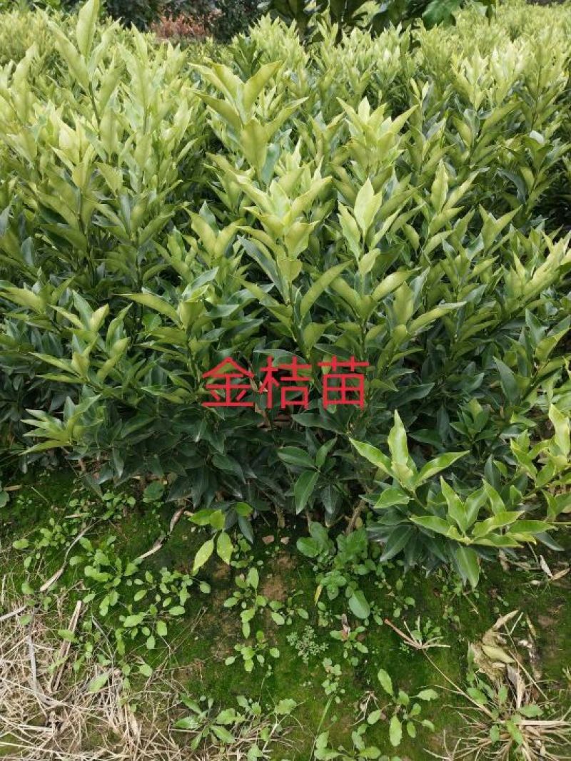 椪柑苗30~50cm，枳壳根的椪柑苗易挂果