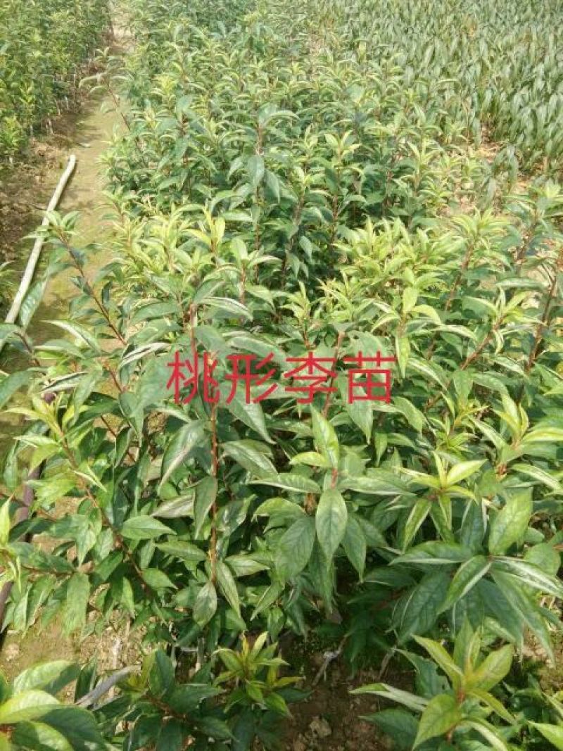 椪柑苗30~50cm，枳壳根的椪柑苗易挂果