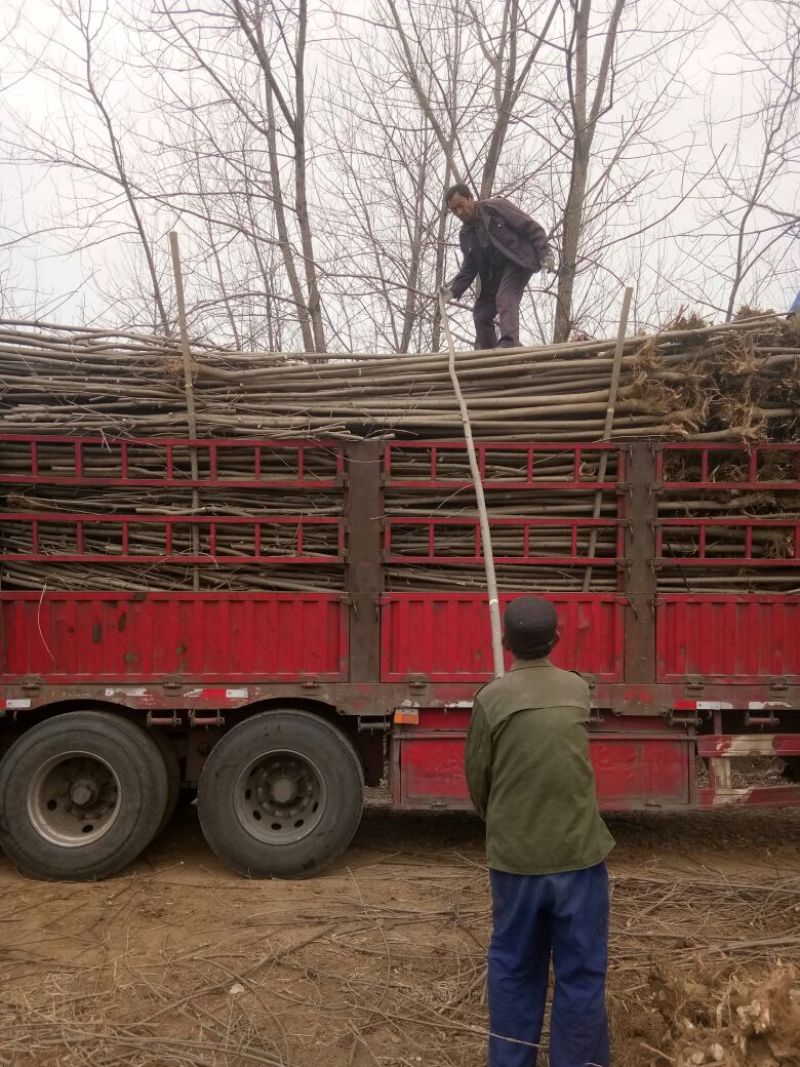 白蜡树老白蜡树苗速生白蜡树苗大量低价供应