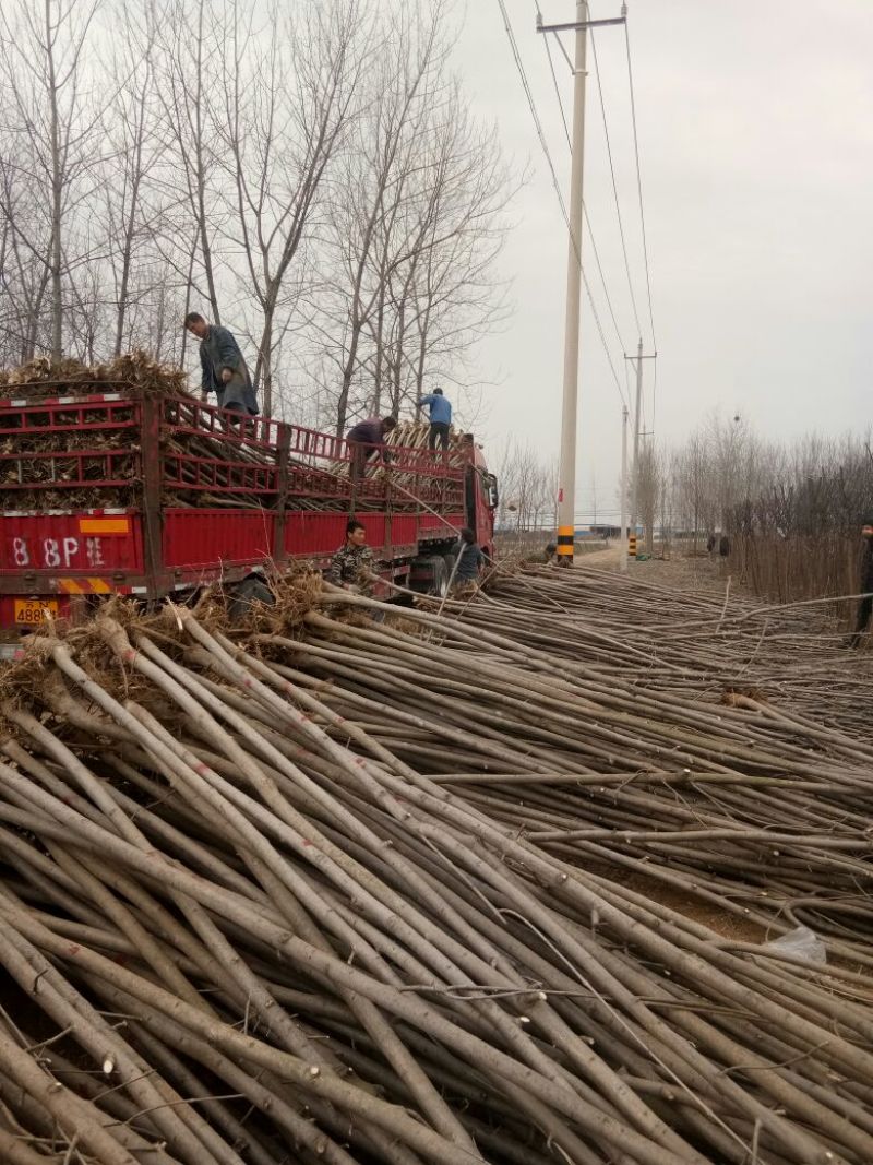白蜡树老白蜡树苗速生白蜡树苗大量低价供应