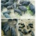 藏香猪母