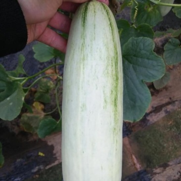 羊角蜜甜瓜0.5斤以上精品