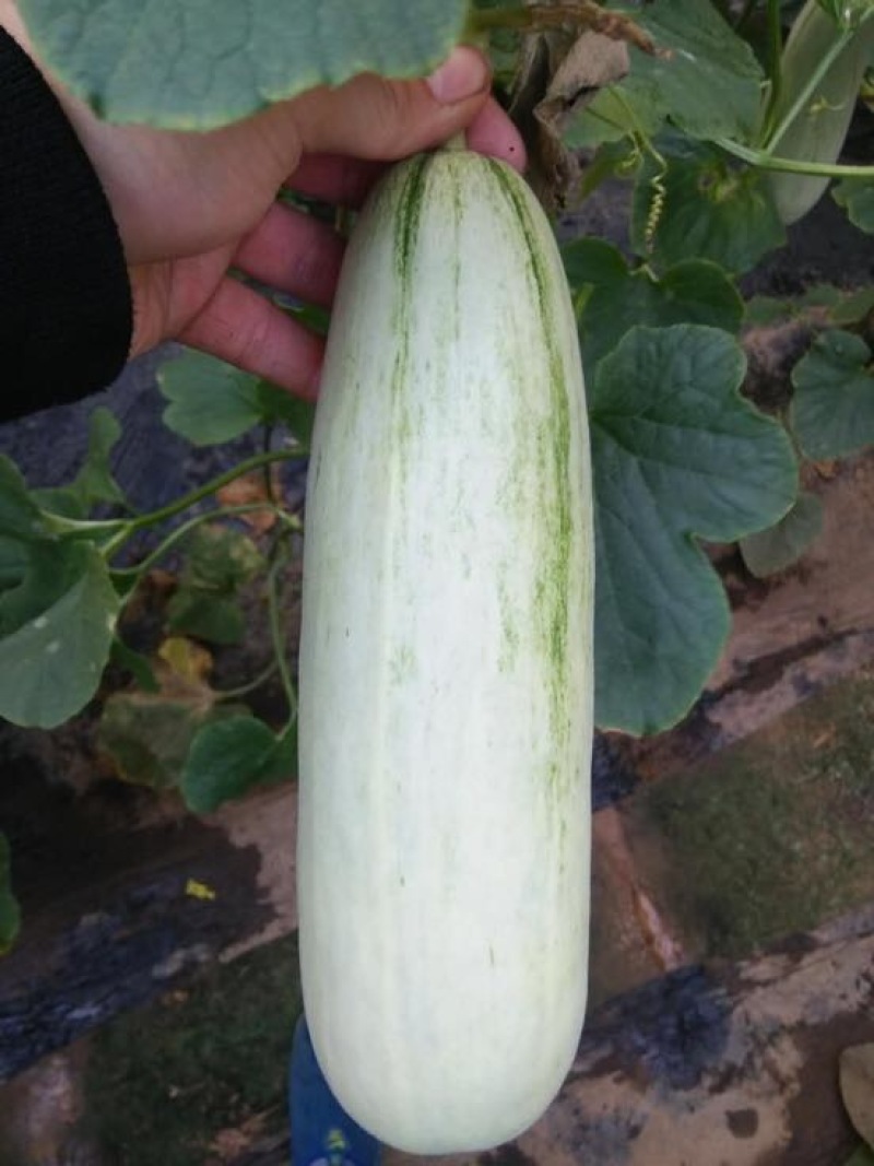 羊角蜜甜瓜0.5斤以上精品