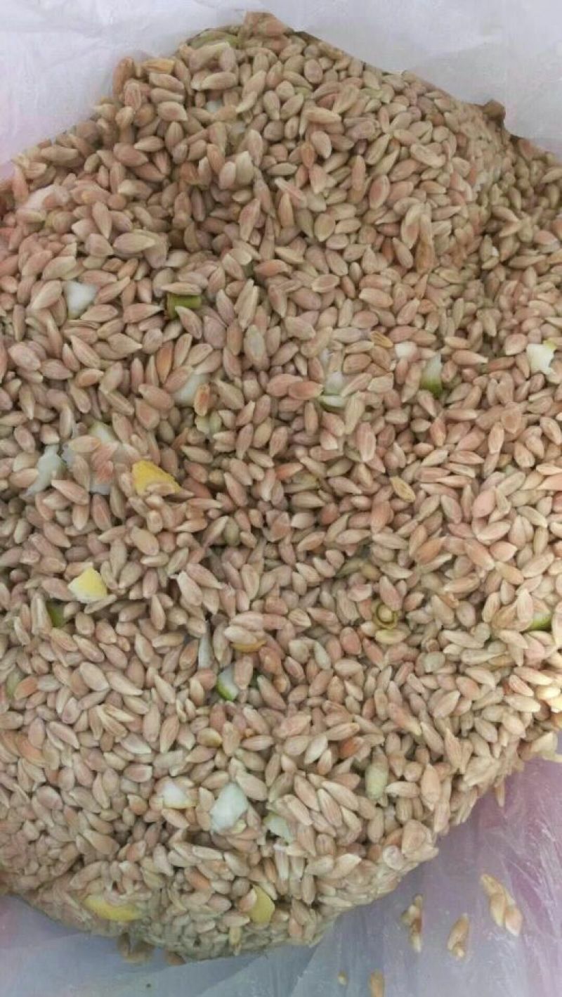 柠檬籽