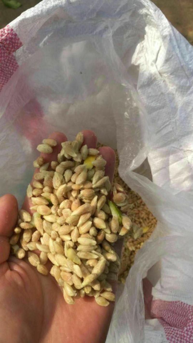 柠檬籽