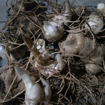 黄精黄精全牙苗