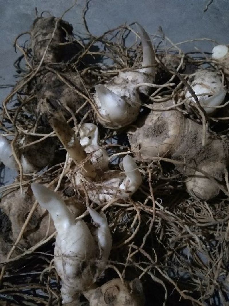 黄精黄精全牙苗