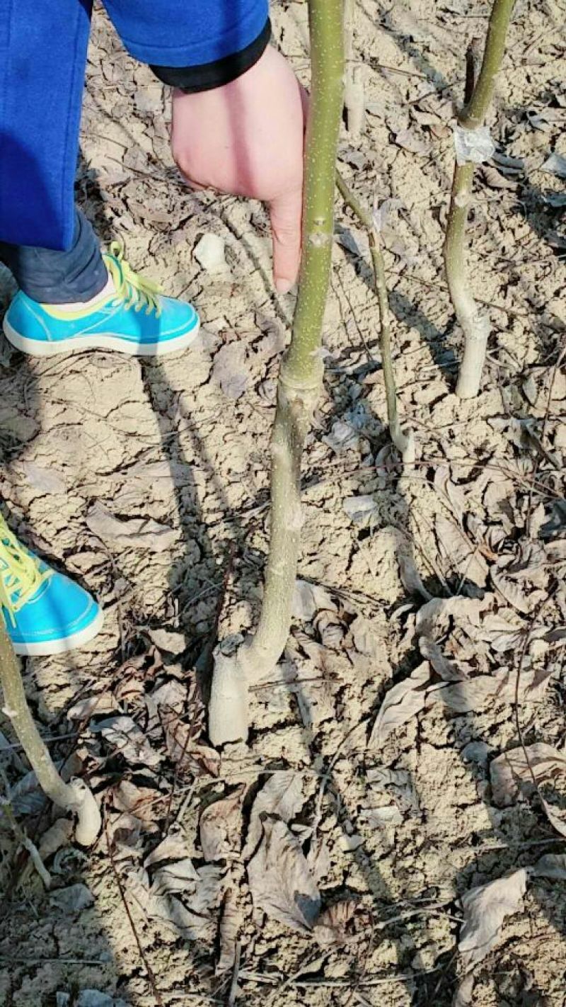 核桃苗2~3年50~100cm