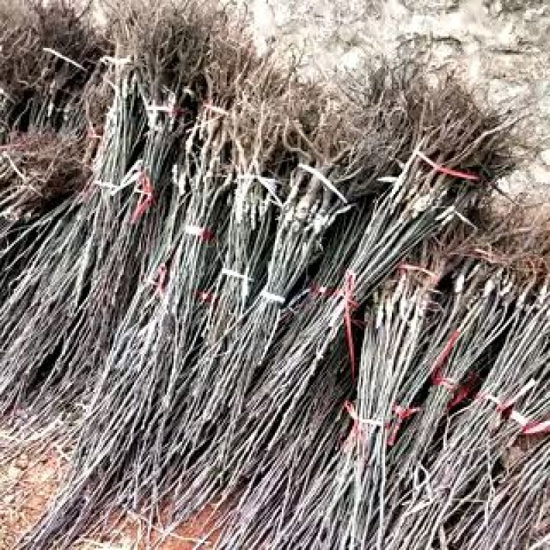 梨树苗免费提供技术指导