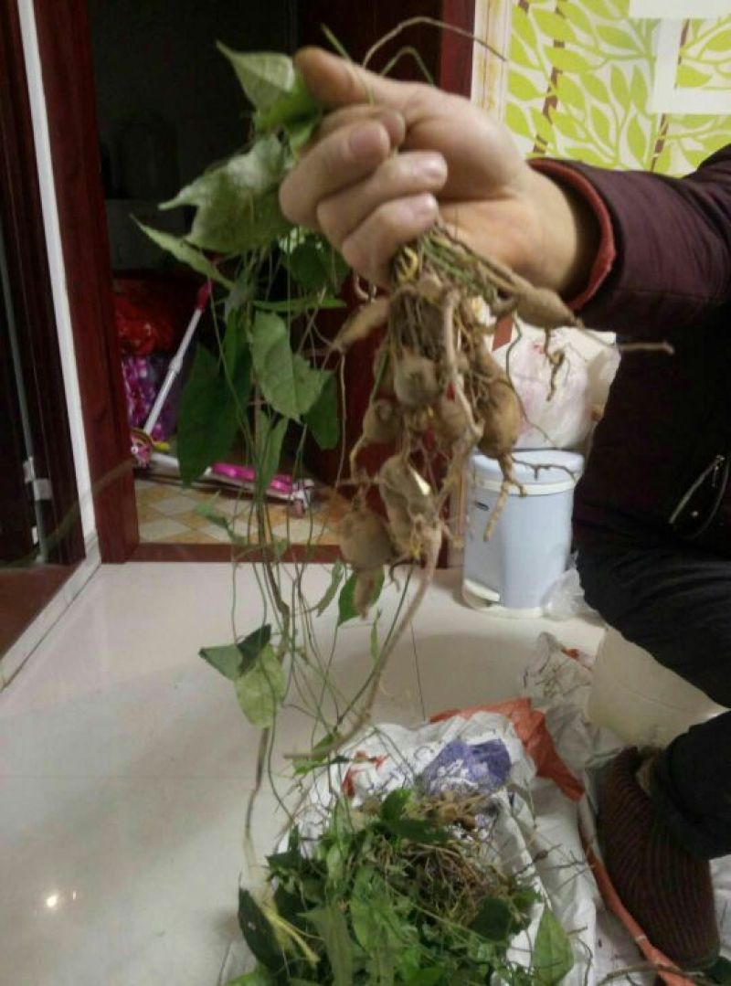 金果榄