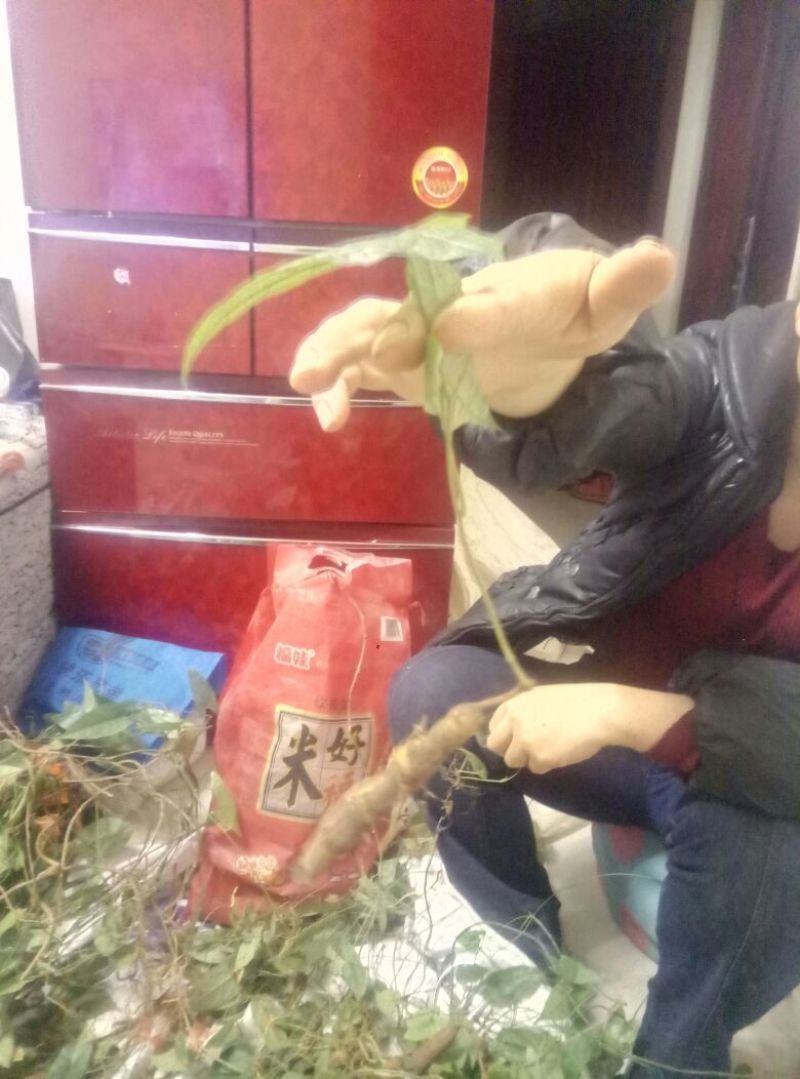 金果榄