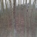 黄山栾树8~10cm18~20cm3.5~4米