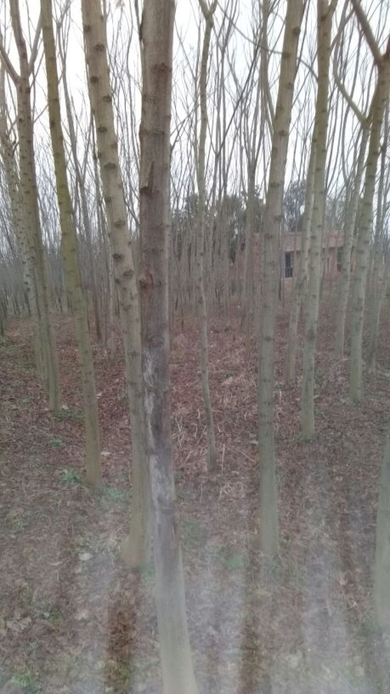 黄山栾树8~10cm18~20cm3.5~4米