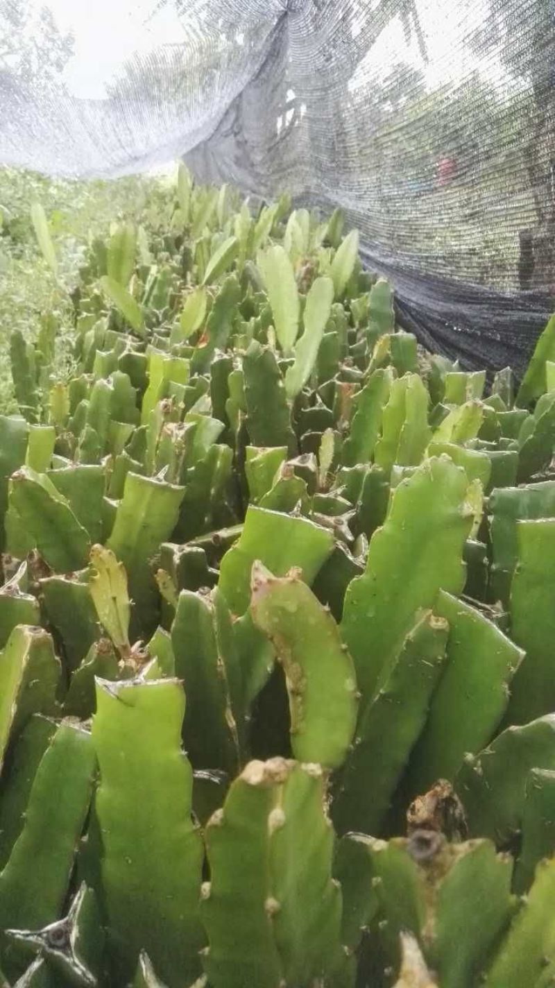 红肉火龙果苗金都大红有根苗自动授粉包结果包邮