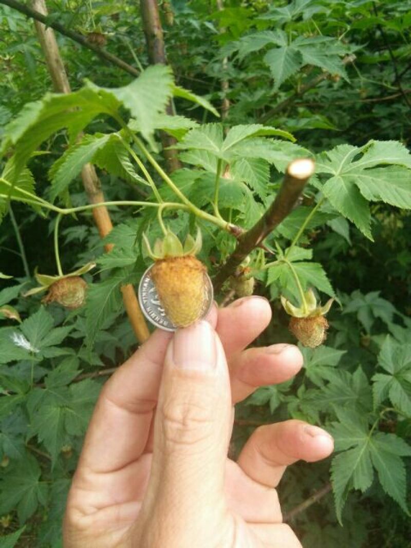 覆盆子苗