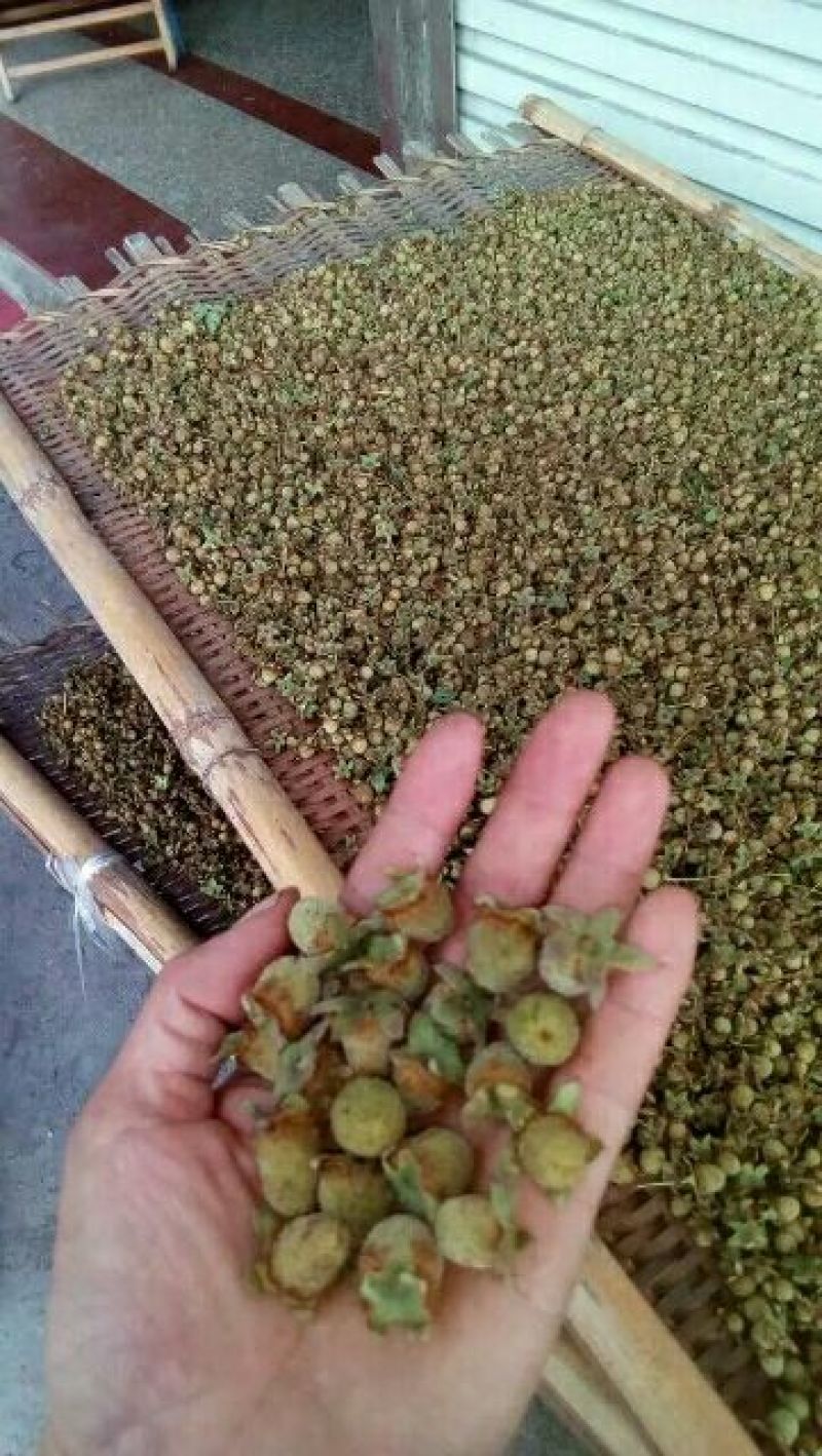 覆盆子苗