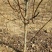 核桃树6~8cm6~8cm3~3.5米