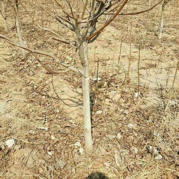 核桃树6~8cm6~8cm3~3.5米