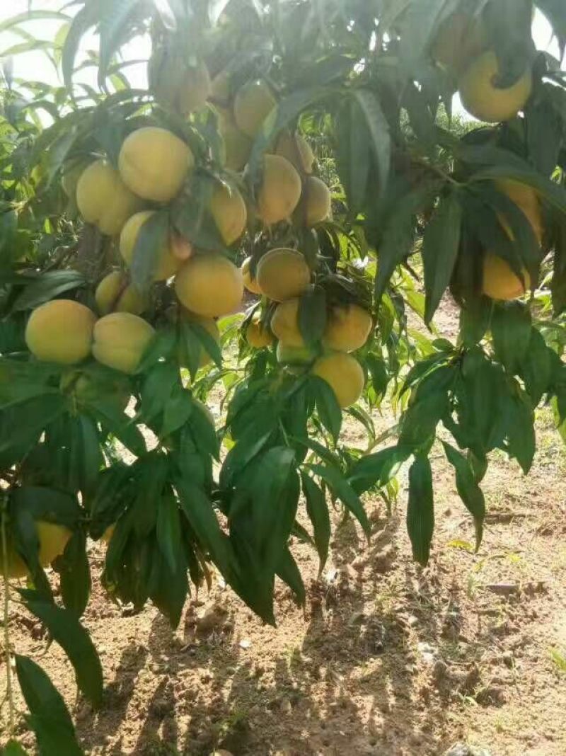 金皇后桃树苗包成活，包结果，签合同，技术跟踪指导，