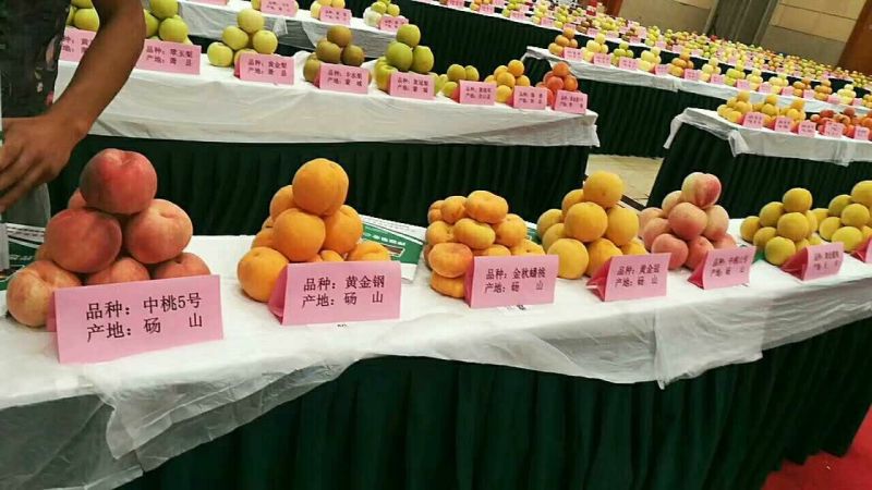 金皇后桃树苗包成活，包结果，签合同，技术跟踪指导，