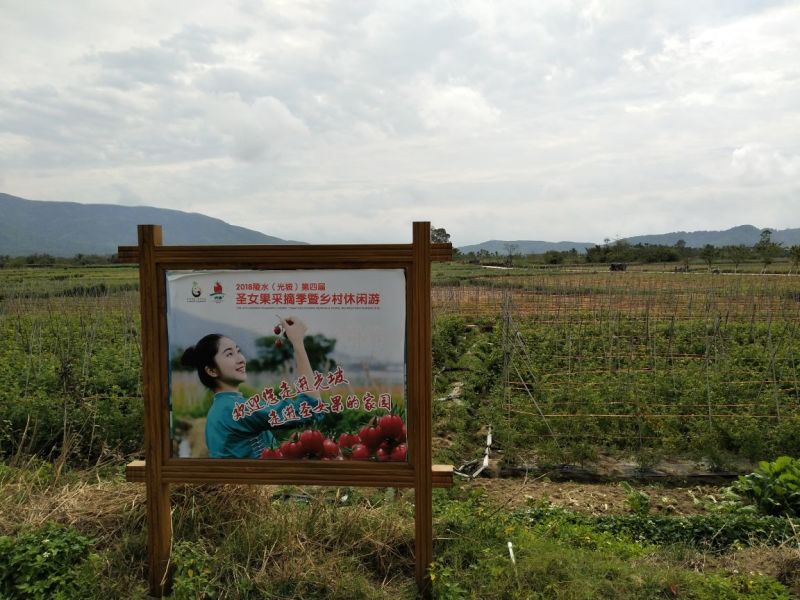 海南陵水禧圣女果小番茄小西红杮10g以上