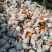 丹棱耙耙柑春见柑桔次果