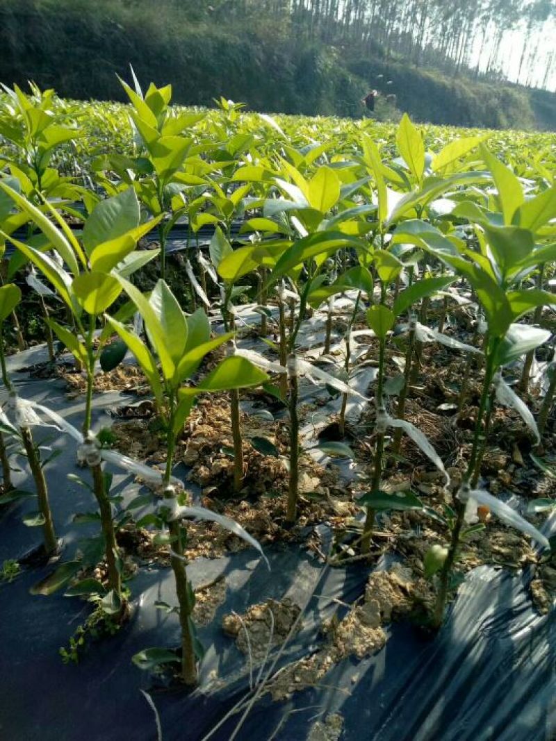 沃柑树苗嫁接苗当年结果60公分左右
