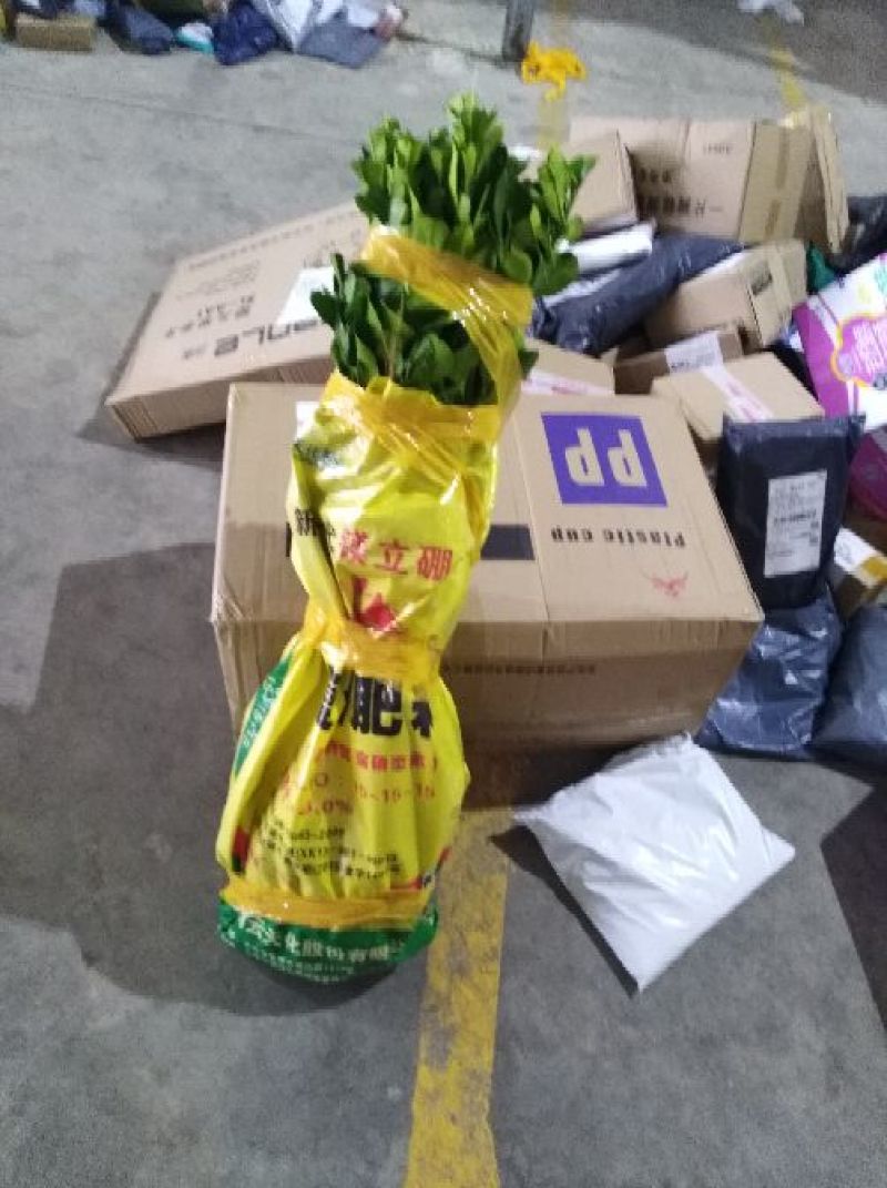 红心柚子苗嫁接2年超大苗