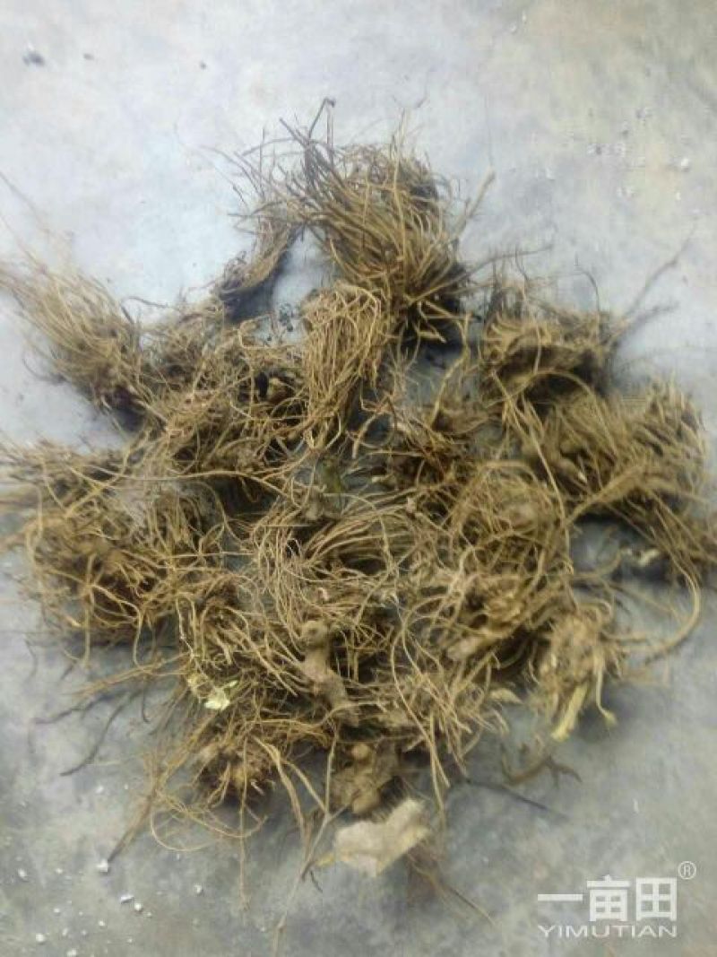 苍术种苗