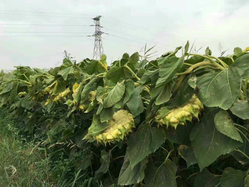 澳丰1号361向日葵种子厂家批发长粒型高品质食葵种子