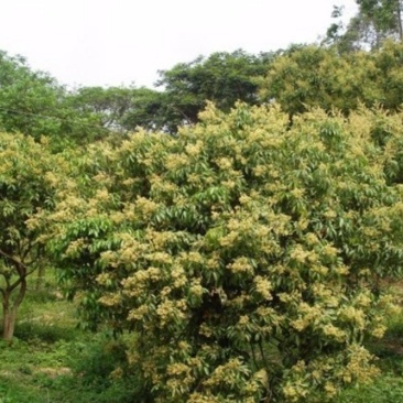 妃子笑荔枝苗50~80cm