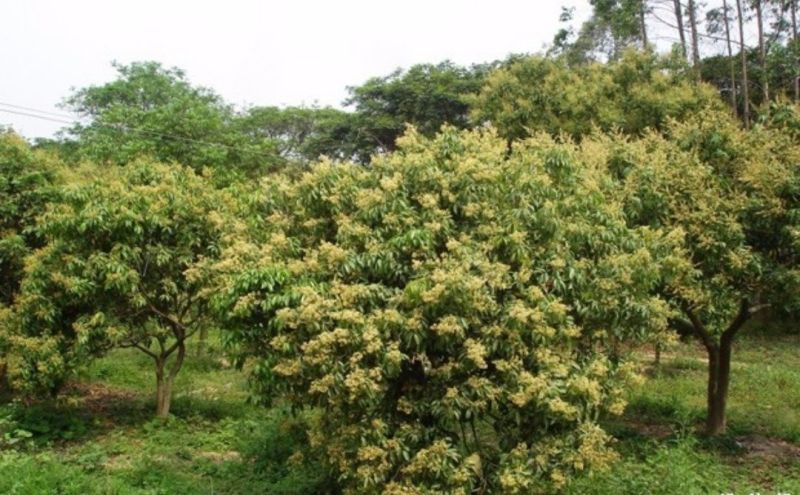妃子笑荔枝苗50~80cm